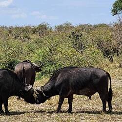 Water buffaloes