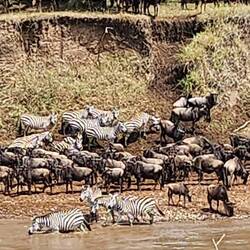 the great migration across the Mara River