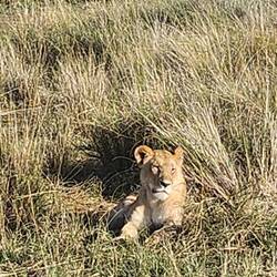 waiting for the kill of a gazelle