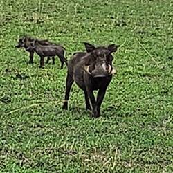 warthog and her babies