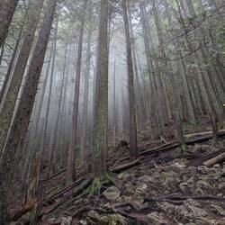 Hier bin ich halb gestorben weil es fast 3 km nur Bergauf auf den Grouse mountain ging