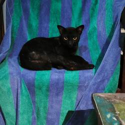 Nächtlicher Besuch auf unserer Terrasse