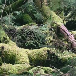 The forest walk where we parked for the night.