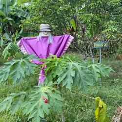 The scarecrow at Bollywood Farm sports a fancy sari.