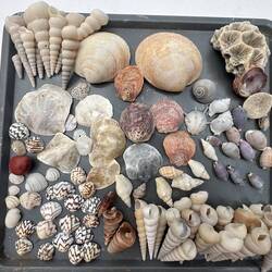 Pennefather beach collection