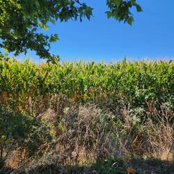 Lots and lots of corn.