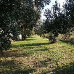 Olivenhain