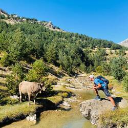 Mathias unterhält sich mit den spanischen Kühen 😂