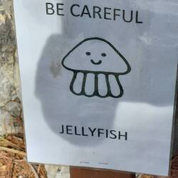 Der jellyfish sieht doch ganz niedlich- harmlos aus...?🤔🙃