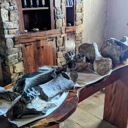 Fossile Funde in den Weinbergen