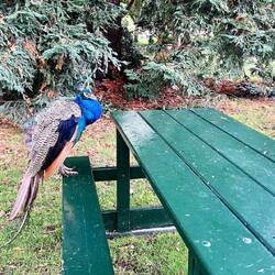 Pfau im Beacon Hill Park - Victoria