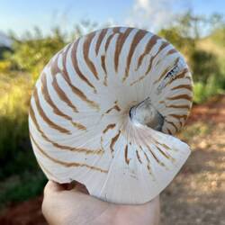Biggest - Aka daddy nautilus