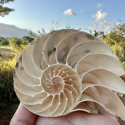 Brett did a great job cutting this one in half to show the logarithmic spiral