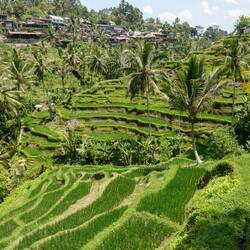 UNESCO Weltkulturerbe - Reisterassen von Bali