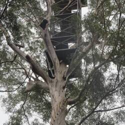 von diesen bäumen aus haben sie früher die waldbrände beobachtet. der aufstieg brauchte viel mut.