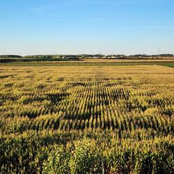 Nice view of corn fields from a bridge.