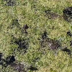 Turtles feeding in the pond scum ... Asclepieion - Bergama, İzmir.