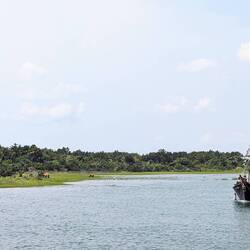 The pirates and the wild horses in the marsh grass.