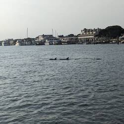 Dolphins feeding in the channel.