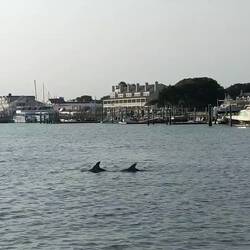 Lots of feeding dolphns.