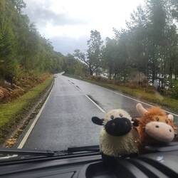 Our little friends from Skye Brewery have been keeping us company while we drive. Too cute.