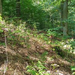 Ein Wall einer alten Ringburganlagw, bereits 3500 Jahre BC besiedelt.