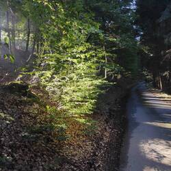 Der brennende Birkenbusch