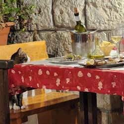 Pacient cat, optimistic for some scraps