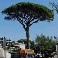 Eine herrliche Pinie