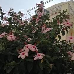 Hibiskus mit Riesenblüten