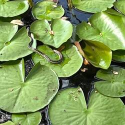 Wild snakes of Texas
