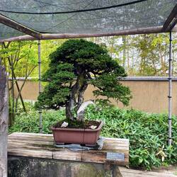 Ezo Spruce 1000 Jahre alt