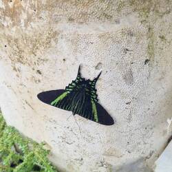 Mariposa maravillosa