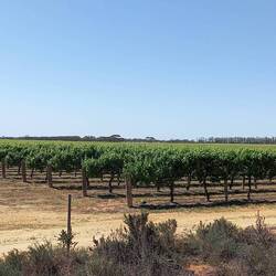 Banrock Station grapes