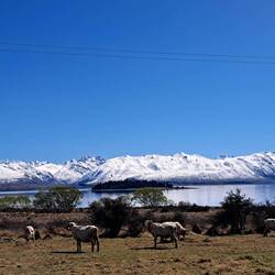 Mittagsschläfchen mit Schafen
