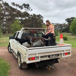 Elsie (Kelpy), Piper (Pointer) and Charlotte in the back of the UTE, off to check the sheep.