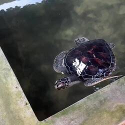 A year old green turtle.