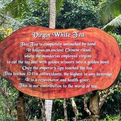 A signboard explaining the virgin white tea process.