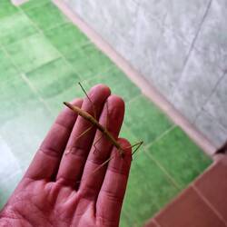 Eine Stabheuschrecke die im Bad gefunden wurde