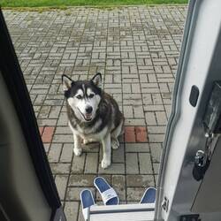 Unser Wachhund beim Campingplatz 🤭