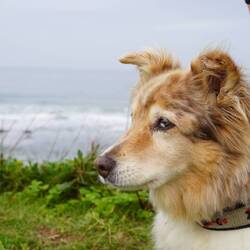Nila passt auch auf, gibt ja auch Hunde die surfen