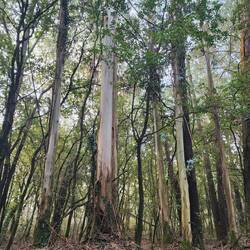 Eucalyptus trees