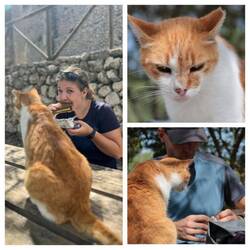 Mallorca-garfield auf Mission😅