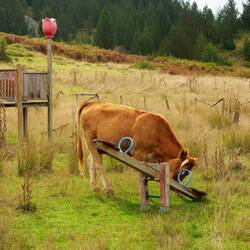 Mama Muh will Schaukeln