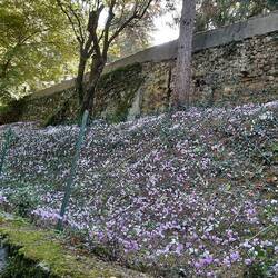 Das sind alles Alpenveilchen