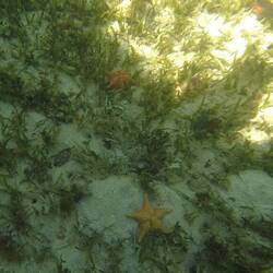 Starfish Island 🤩