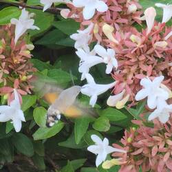 Hummingbird moth. Lots of them!