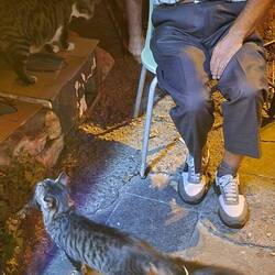 On the way back to our hotel... stray cats and an old shop owner feeding them