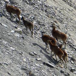 Og i år var der også en lille flok hunner og unger