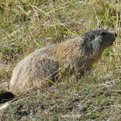 En af de mange marmotte (murmeldyr)